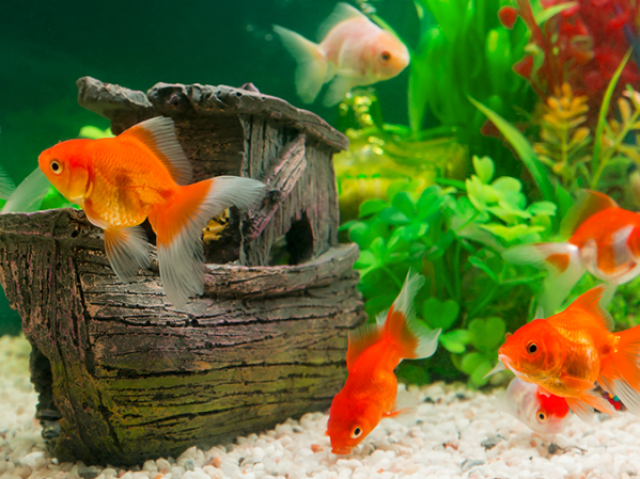 Peixe