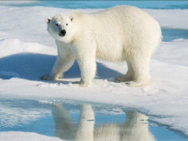 Urso polar