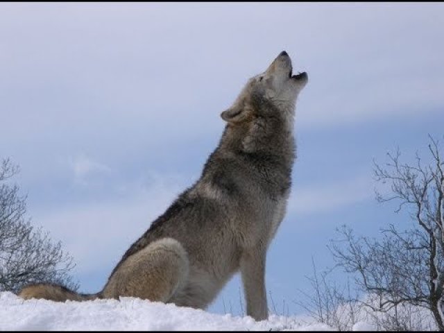 Lobo-cinzento