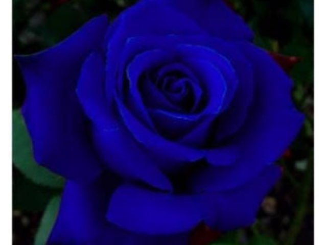 Rosa Azul