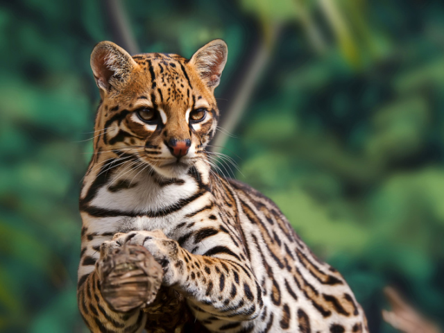 Qual felino mais combina com a sua personalidade?