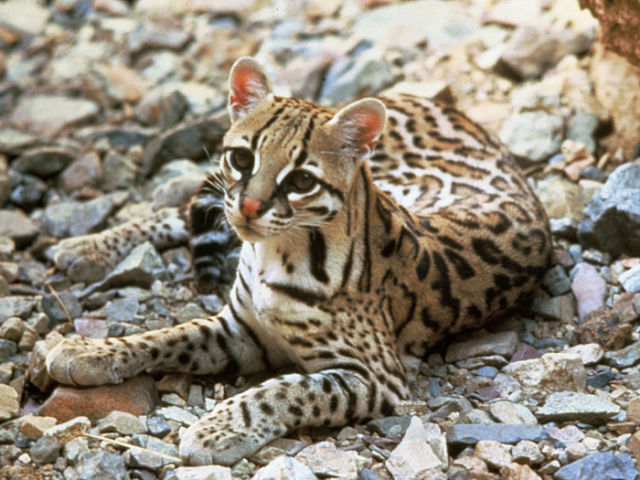 Jaguatirica