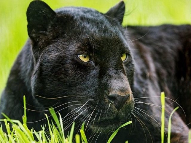 Pantera