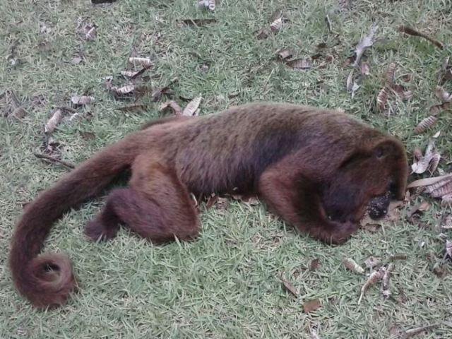 Sacrificar cada macaco que aparecer nas redondezas, já que são um dos transmissores