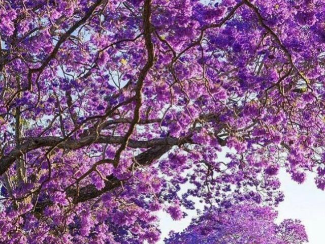 roxo