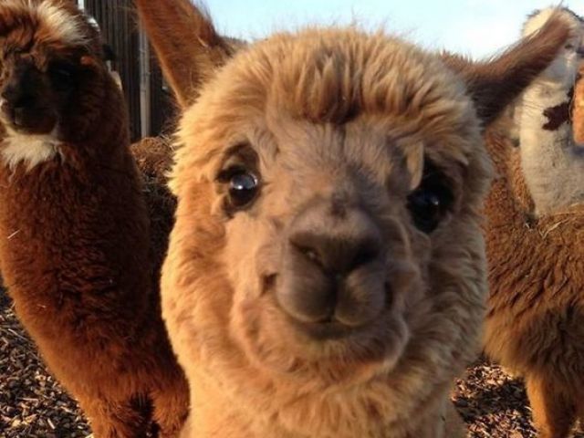 Alpaca