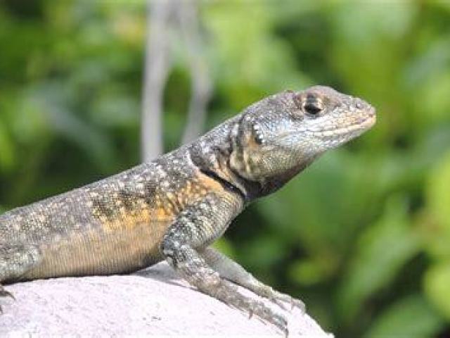 Lagarto