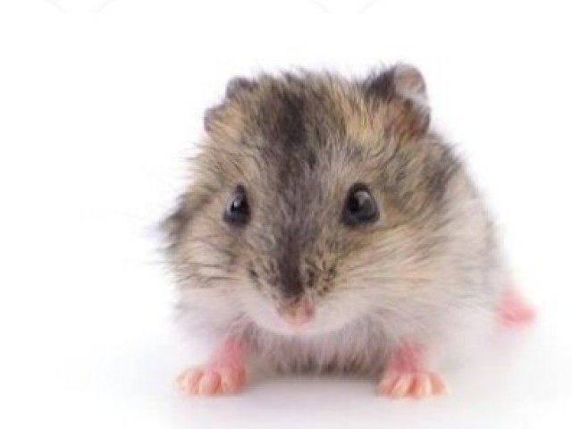 Hamster