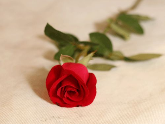 Rosa