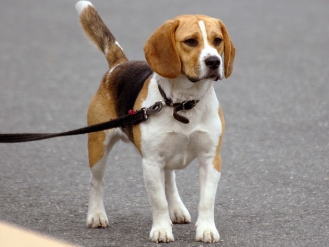 Beagle