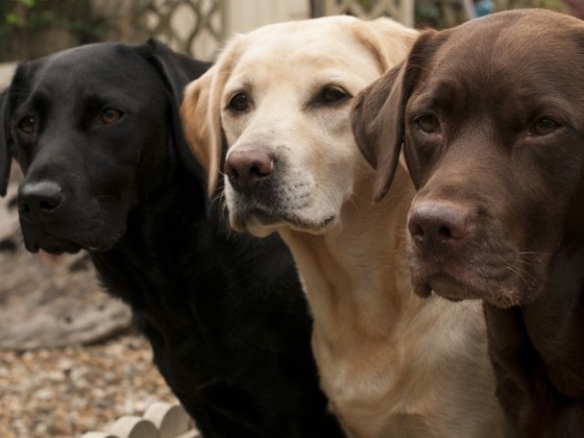 Labrador
