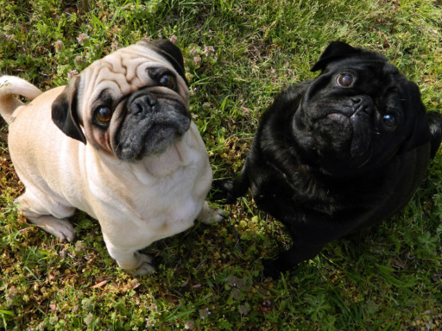 Pug