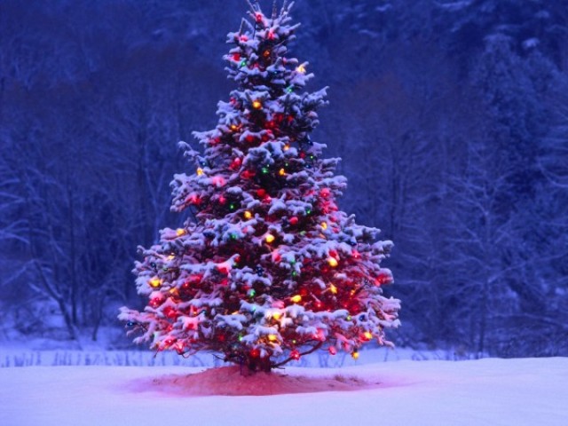 Árvore de natal