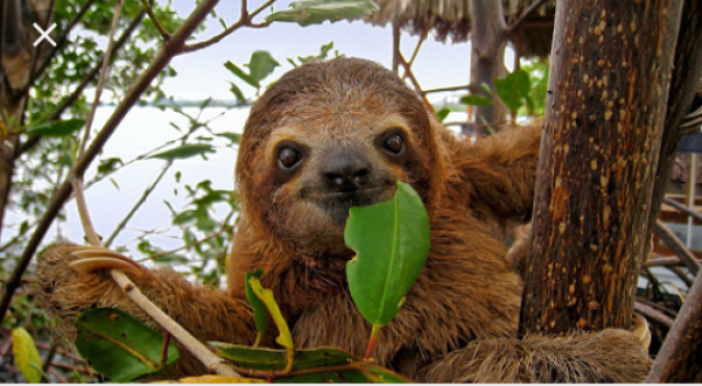 Bicho preguiça