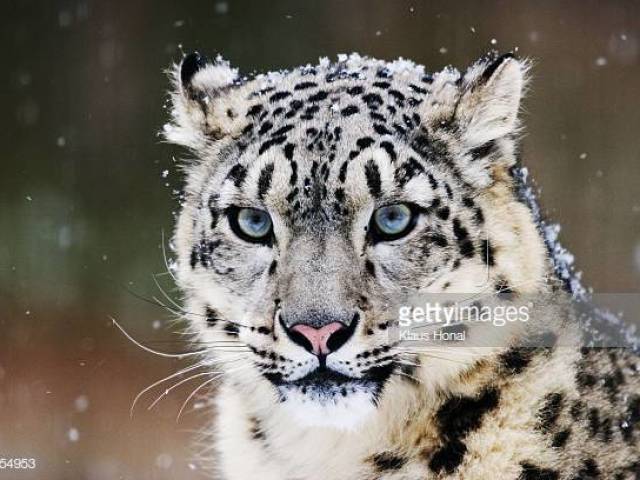 Leopardo das neves