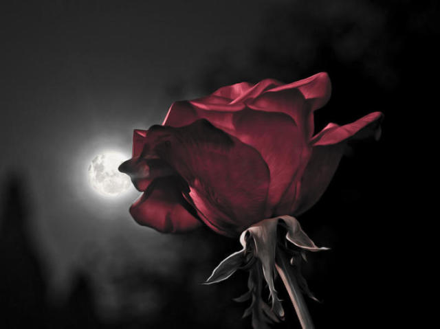 Red Rose and Moon