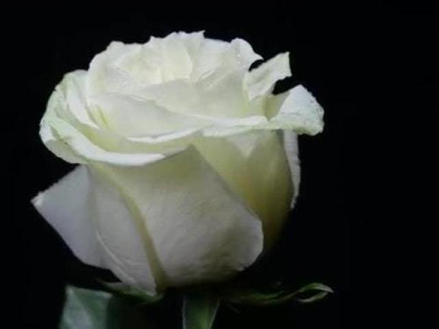 White Rose