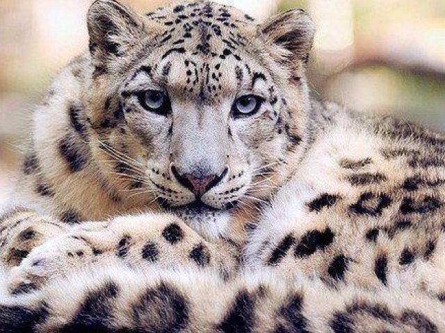 Leopardo