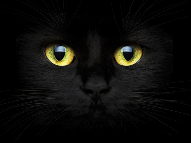 Gato preto