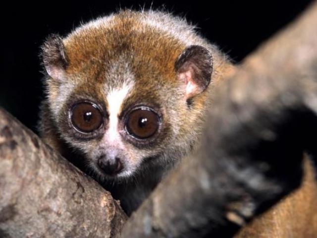 Slow loris. Muito fofinho, mas mortal.