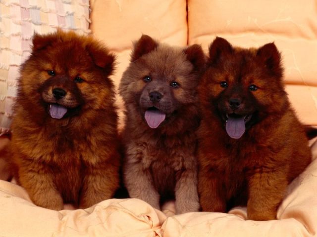 Cachorro. Alegre, carinhoso, fiel, brincalhão e corajoso