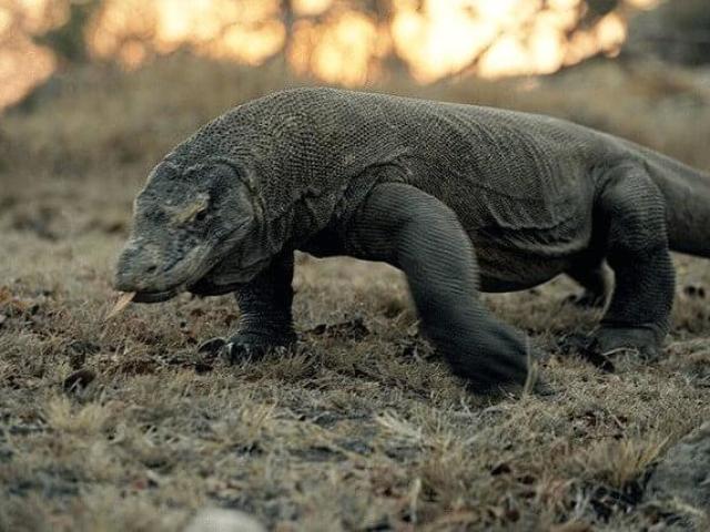 Dragão-de-Komodo. Perigoso, feroz e letal