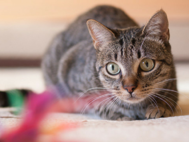 Gato
