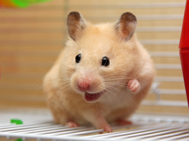 Hamster