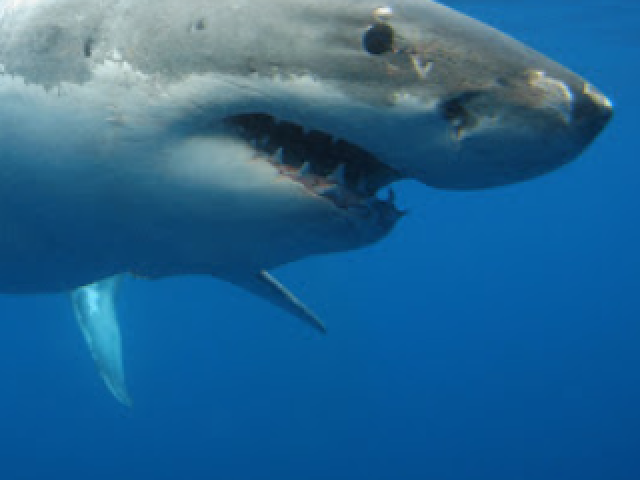 Tentar tirar os dentes dele da sua pele