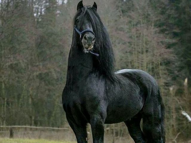 Cavalo