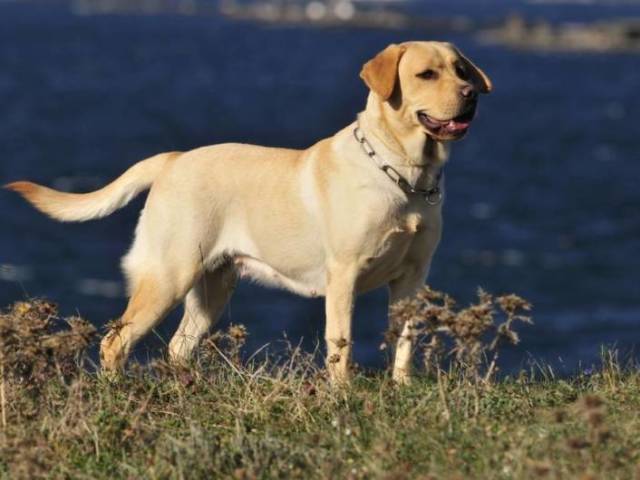 Labrador