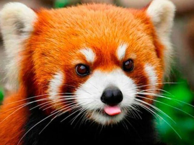 Panda Vermelho