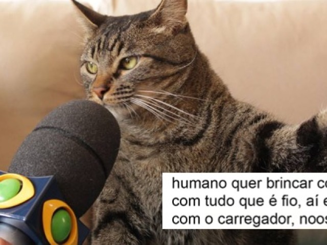 Meme do gato sendo entrevistado!