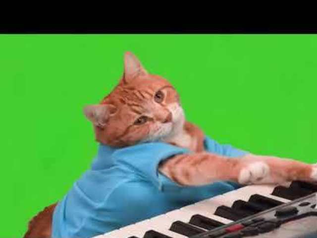 Meme do gato tocando piano!
