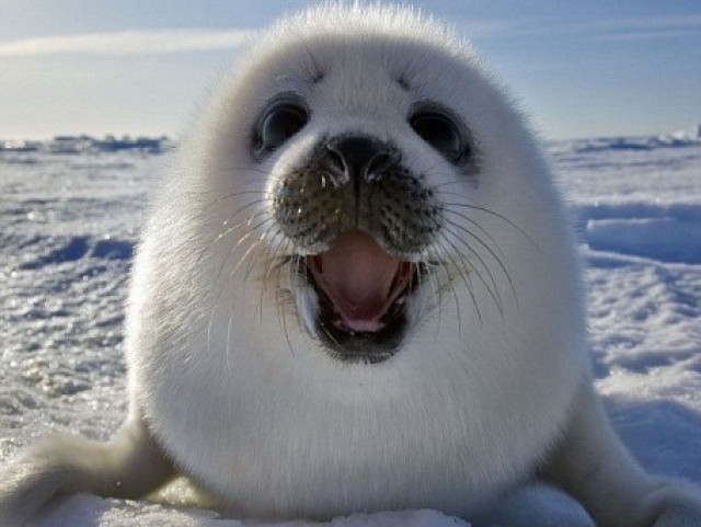 Foca