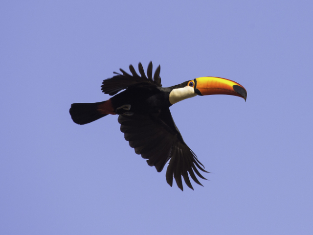 Tucano