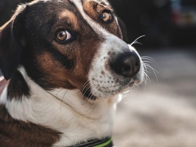 Cão