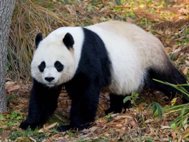 panda