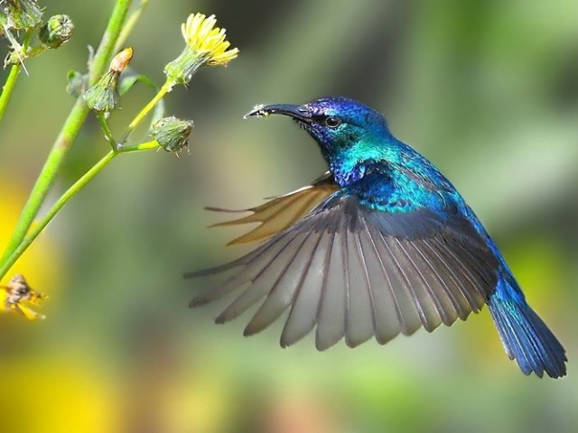 beija-flor