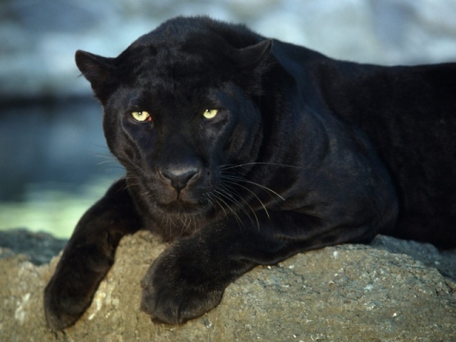 pantera negra