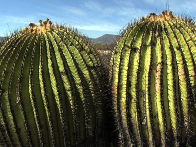 Um cacto gigante