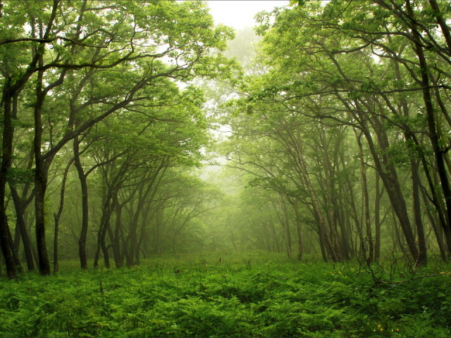 UMA FLORESTA