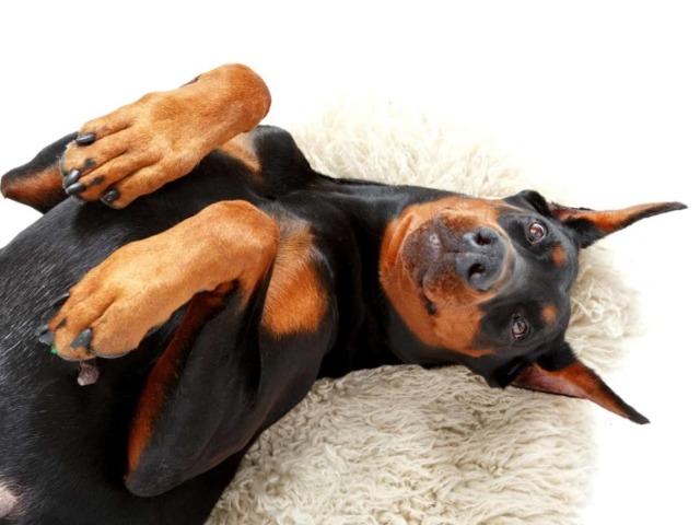 Doberman