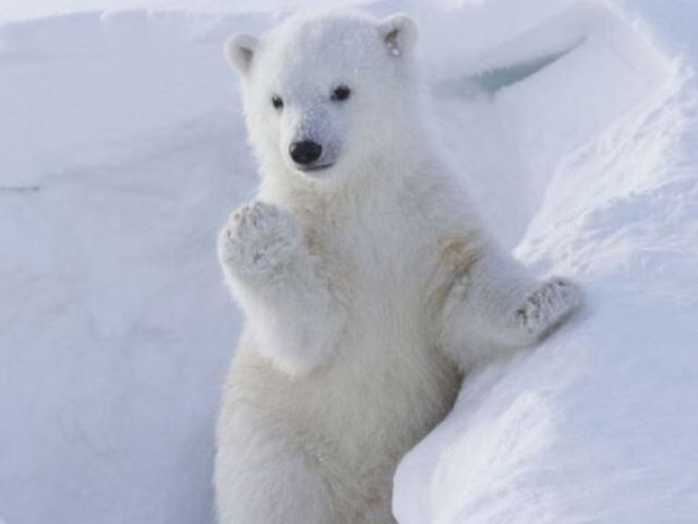 Urso polar