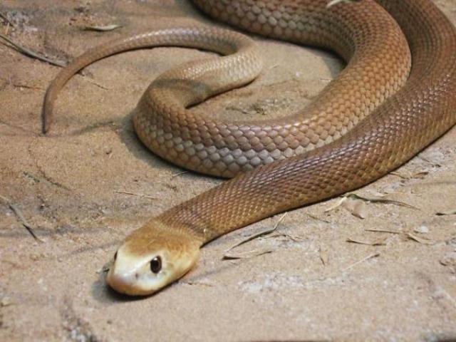 Taipan da costa