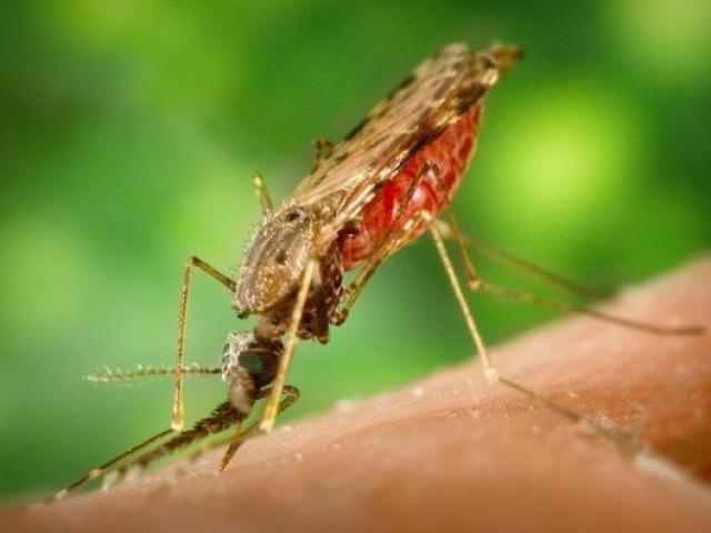 Mosquito Anopheles