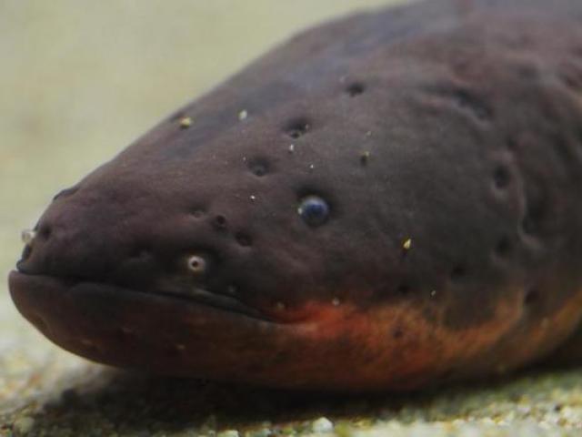 Enguia elétrica ou Poraquê
