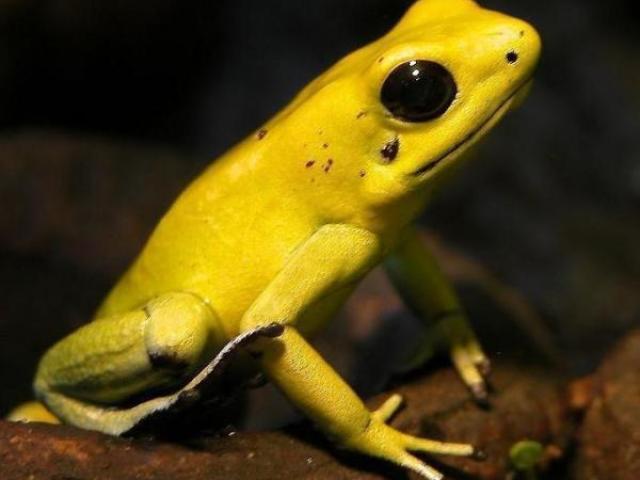 Os 5 animais mais perigosos do mundo