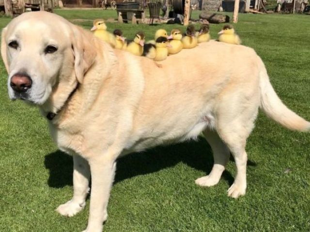 Labrador