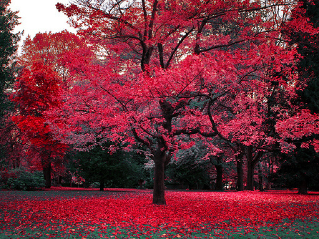 Vermelho